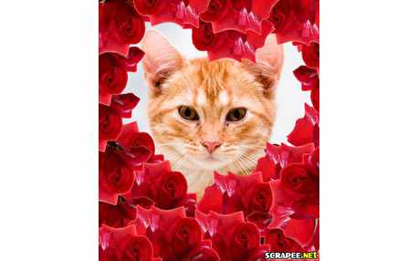 Moldura - Muitas Rosas