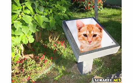 Moldura - Minha Homenagem