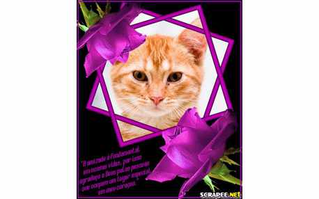 Moldura - Rosas Roxas