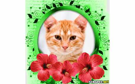 Moldura - Coisa Linda