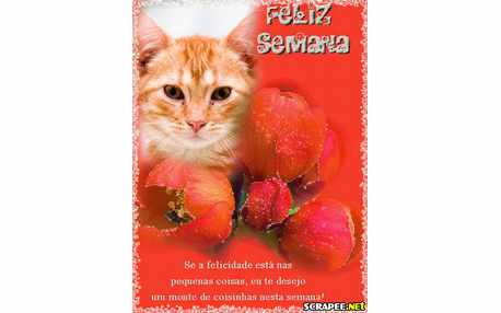 Moldura - Muita Felicidade