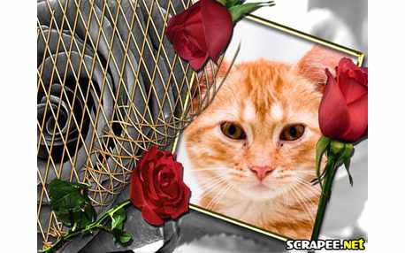 Moldura - Rosas Vermelhas