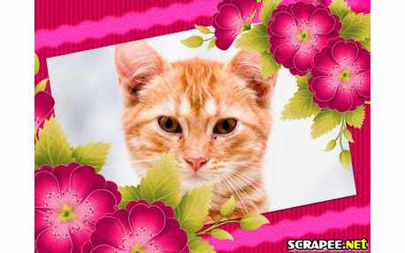 Moldura - Linda Demais