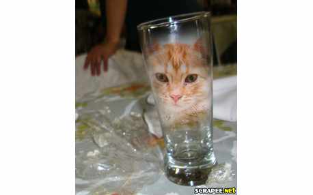 Moldura - Foto No Copo