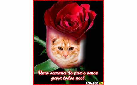 Moldura - Botao De Rosa