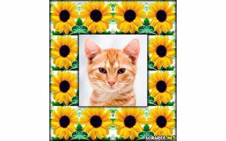 Moldura - Montagem Com Girassol