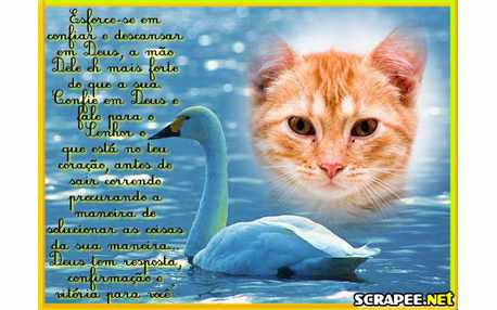 Moldura - Cisne Nadando