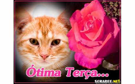 Moldura - Rosa Cor De Rosa