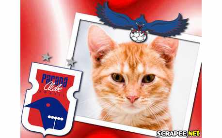 Moldura - Parana Clube