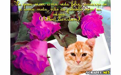 Moldura - Frase De Albert Einstein