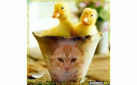 Moldura - Foto No Vaso