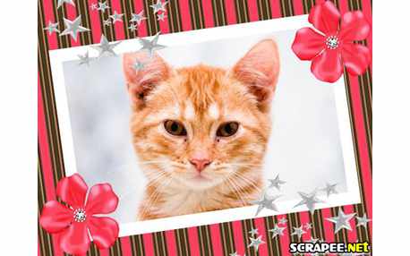 Moldura - Porta Foto