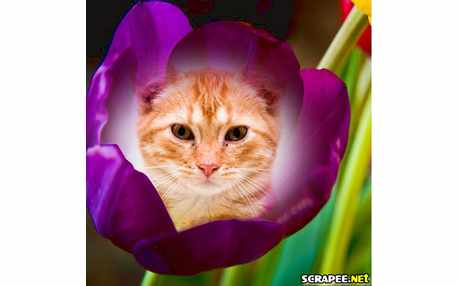 Moldura - Montagem De Flor