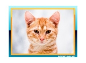 Moldura - Borda Simples Para Foto