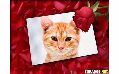 Moldura - Muitas Petalas