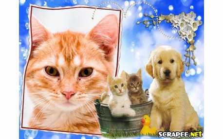 Moldura - Caes E Gatos