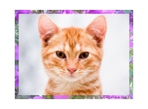 Moldura - Borda Flores Foto