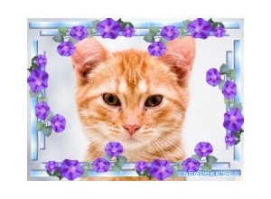 Moldura - Borda Com Flores 3