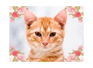 Moldura - Moldura Flores Nos Cantos