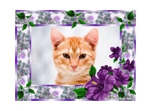 Moldura - Moldura Bonita Com Flores