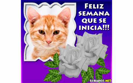 Moldura - Rosas Brancas