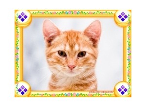 Moldura - Borda Simples Bonita