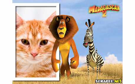 Moldura - Mandagascar