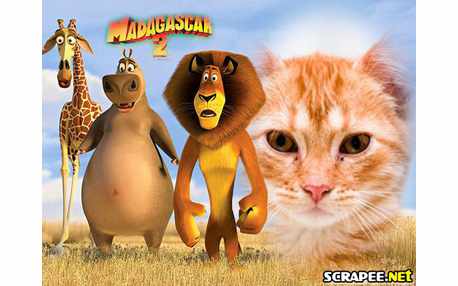 Moldura - Mandagascar