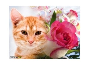 Moldura - No Meio Das Rosas