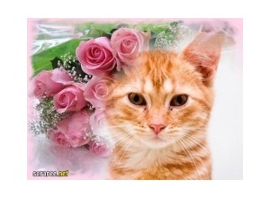 Moldura - Botoes De Rosa