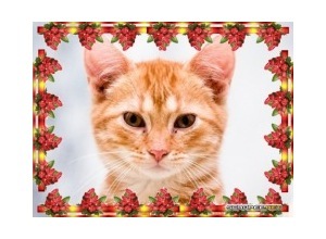 Moldura - Florzinhas