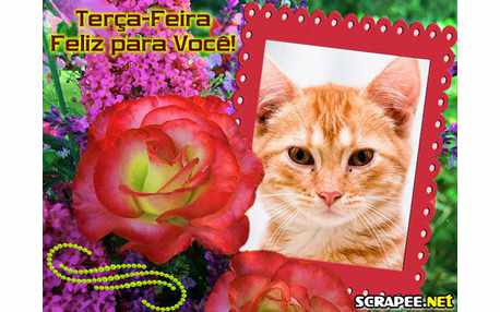 Moldura - Terca Feliz