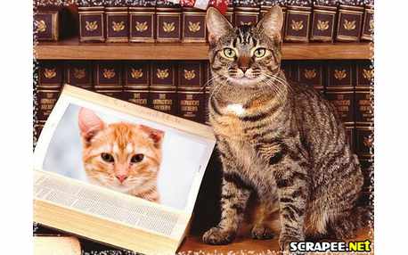 Moldura - Montagem Do Livro