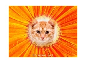 Moldura - Botao De Flor