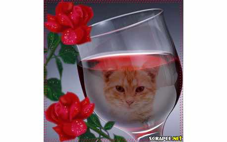 Moldura - Foto Na Taca