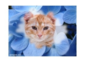 Moldura - Flores Azuis