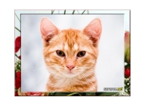 Moldura - Borda Com Flores 2