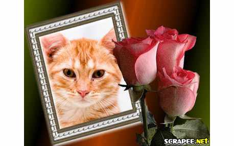 Moldura - Lindos Botoes De Rosas