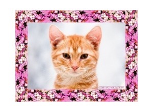 Moldura - Borda Com Flores 1