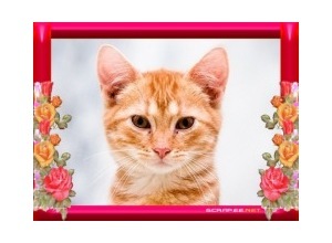 Moldura - Moldura Com Flores