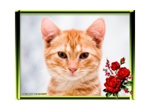 Moldura - Moldura Verde