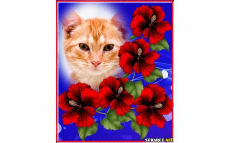 Moldura - Flores Maravilhosas