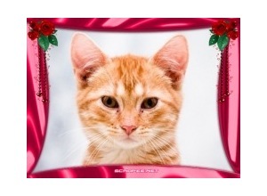 Moldura - Borda Rosada