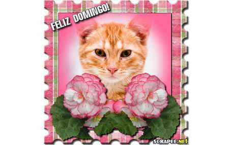 Moldura - Domingo Feliz