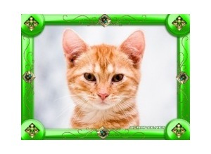 Moldura - Borda Simples Verde