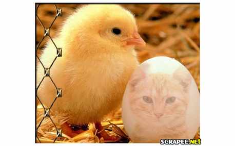 Moldura - Foto No Ovo