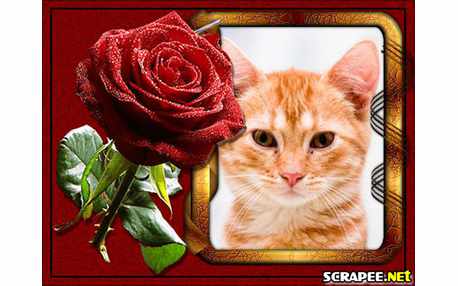 Moldura - Montagem Com Rosa Vermelha