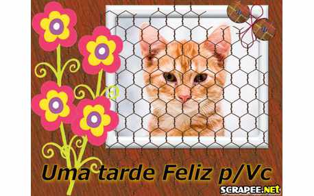 Moldura - Tarde Feliz