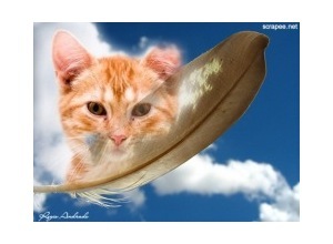 Moldura - Pena De Galinha