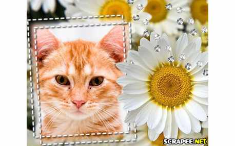 Moldura - Plantacao De Margarida